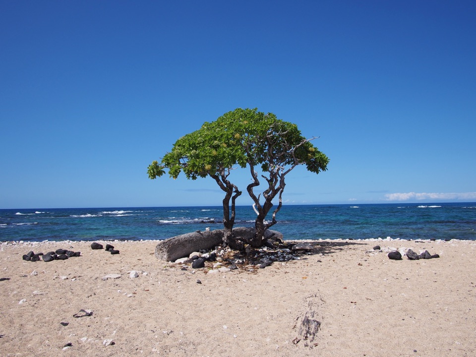 A tree on a beach